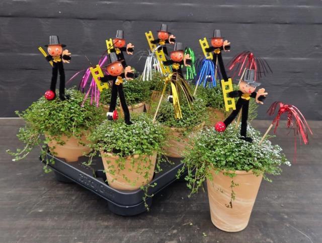 <h4>SOLEI SOL GROEN</h4>