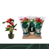 Anthurium Andreanum Grp gemengd 3 kleuren