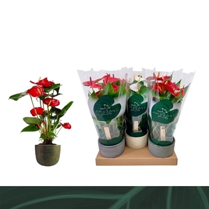 Anthurium Andreanum Grp gemengd 3 kleuren