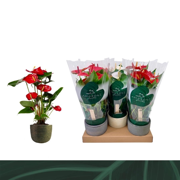 <h4>Anthurium Andreanum Grp gemengd 3 kleuren</h4>