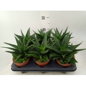 Agave  'Shaka Koko'