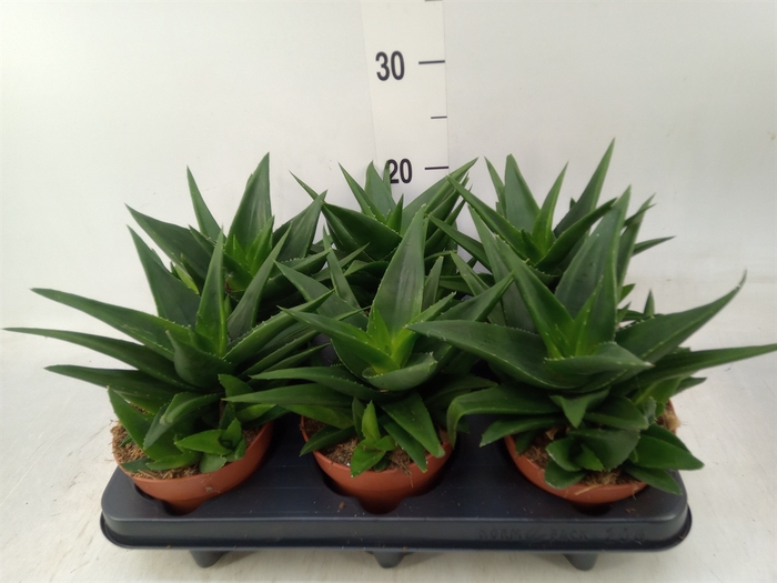 <h4>Agave  'Shaka Koko'</h4>