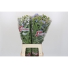 Oxypetalum Tweedia Blue