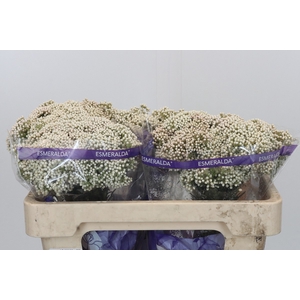 Ozothamnus Cooks Snow White