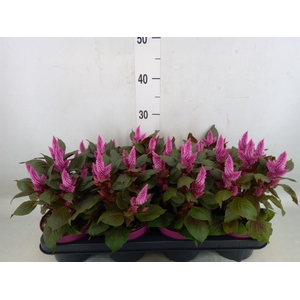 Celosia spic. 'Wild Pink'