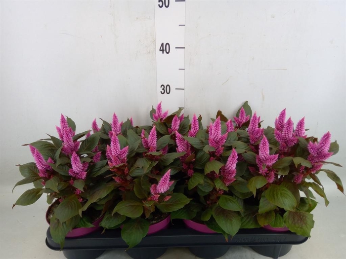 <h4>Celosia spic. 'Wild Pink'</h4>