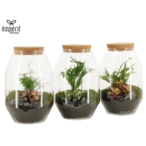 90450: Terrarium arrangement