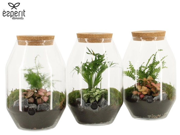 <h4>90450: Terrarium arrangement</h4>
