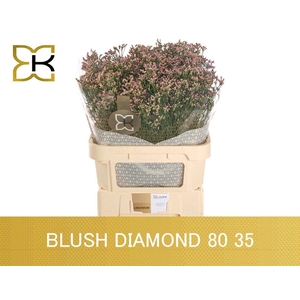LIMONIUM SIN BLUSH DIAMOND LIM SIN