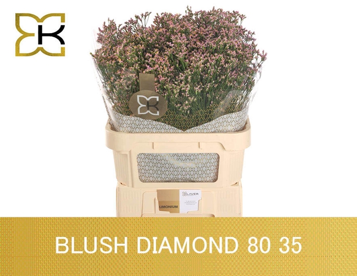 <h4>LIMONIUM SIN BLUSH DIAMOND LIM SIN</h4>