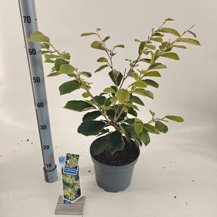 <h4>Hamamelis x intermedia Arnold Prom</h4>