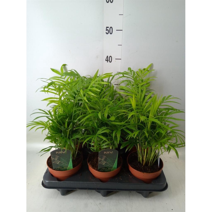 <h4>Chamaedorea elegans</h4>