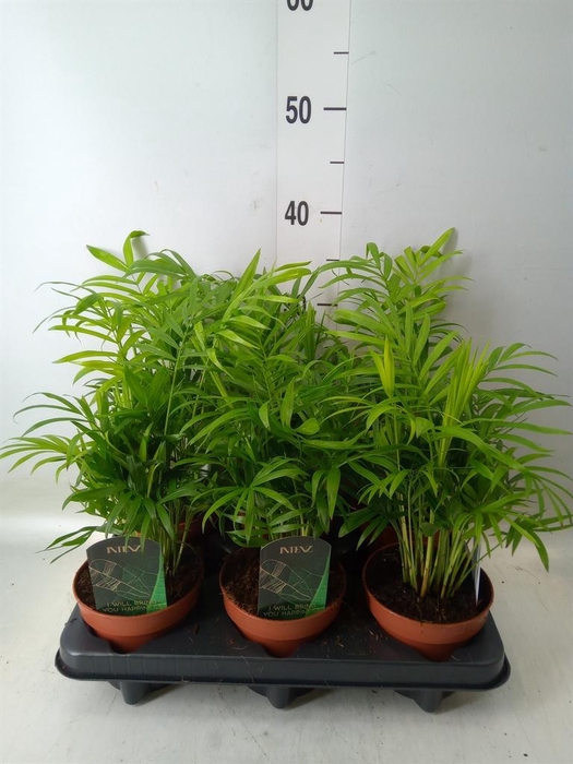 <h4>Chamaedorea elegans</h4>