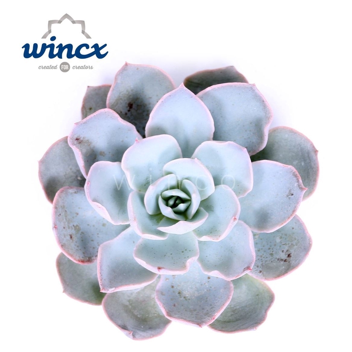 <h4>Echeveria Ov</h4>