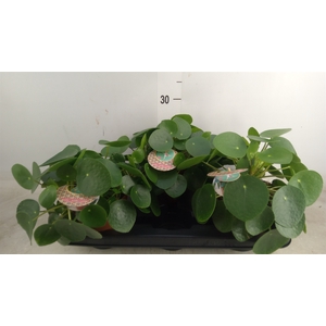 Pilea peperomoides