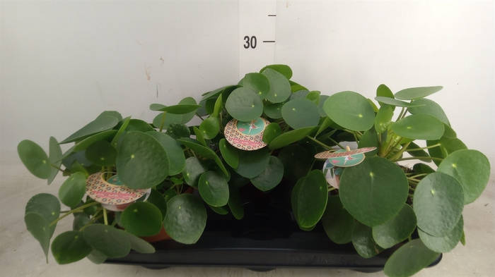 <h4>Pilea peperomoides</h4>