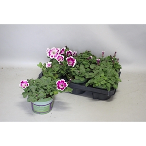 Petunia Painted Love Purple