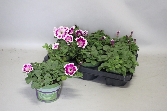 <h4>Petunia Painted Love Purple</h4>