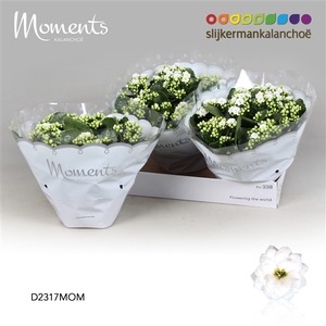 Kalanchoe Moments - White