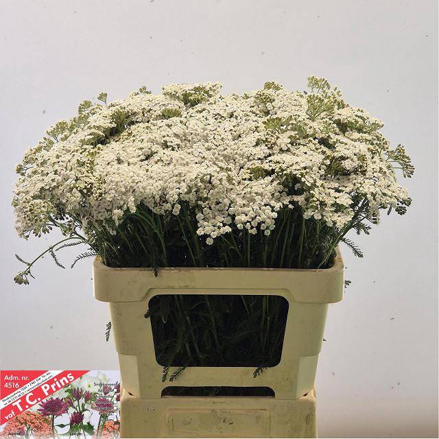 <h4>ACHIL M WHITE BEAUTY</h4>