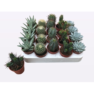 CACTUS + SUCCU GEM