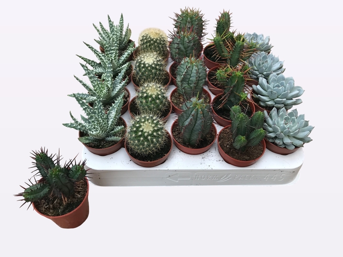 <h4>CACTUS + SUCCU GEM</h4>