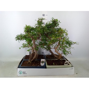 Bonsai   ...mix
