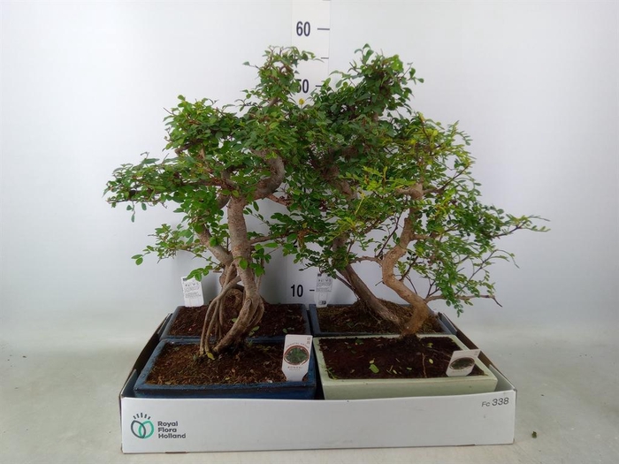 <h4>Bonsai   ...mix</h4>
