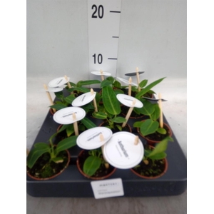 Anthurium   ...