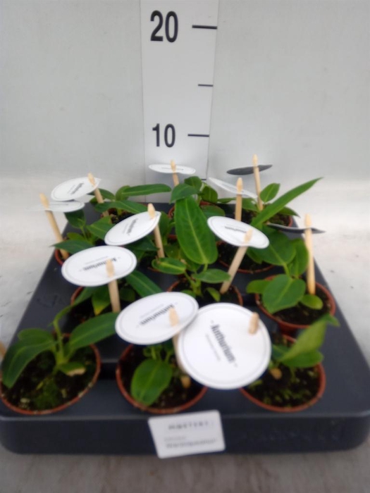 <h4>Anthurium   ...</h4>