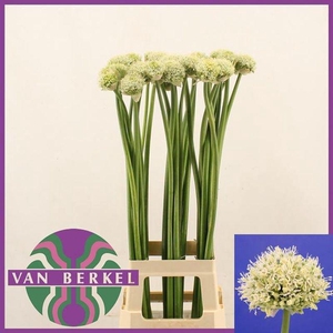 ALLIUM WHITE GIANT
