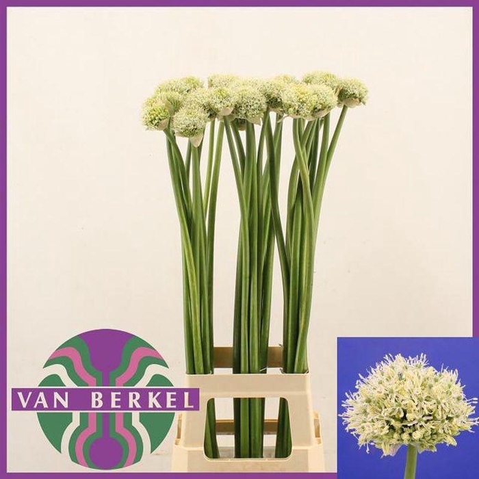 <h4>ALLIUM WHITE GIANT</h4>