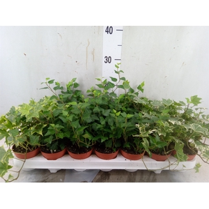Hedera   ...mix