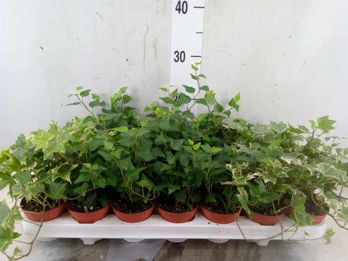 <h4>Hedera   ...mix</h4>