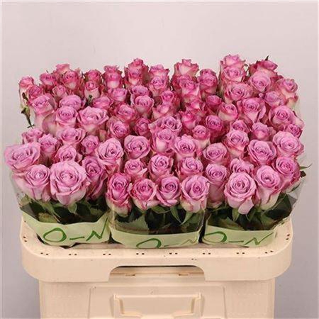 <h4>R Gr Thriller</h4>