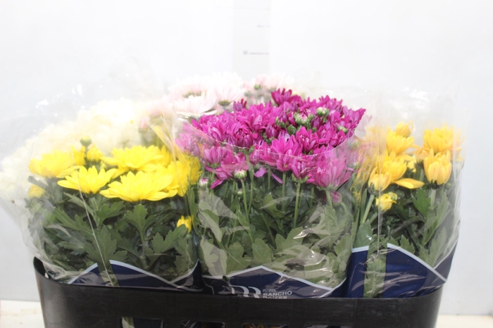 <h4>CRISANTEMO P15</h4>