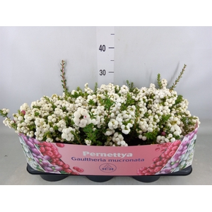 Gaultheria mucronata
