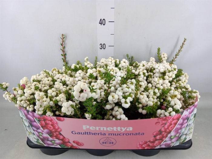 <h4>Gaultheria mucronata</h4>
