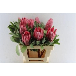 PROTEA CY MADIBA