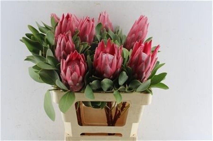 <h4>PROTEA CY MADIBA</h4>