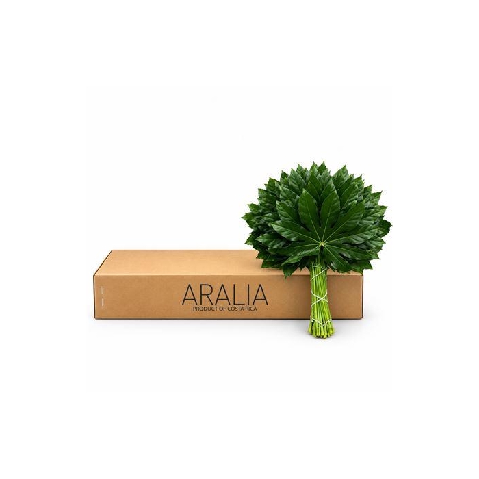 <h4>ARALIA 50 CM BROWN BOX</h4>