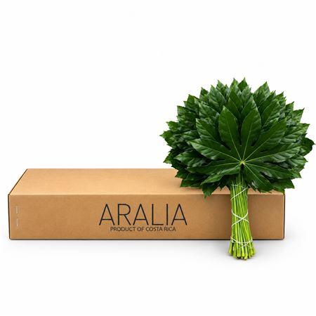 ARALIA 50 CM BROWN BOX