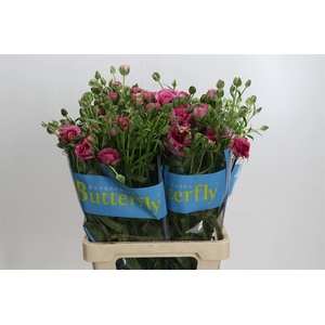 Ranunculus Butterfly Jupiter