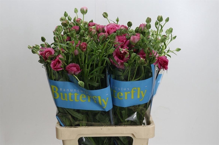 <h4>Ranunculus Butterfly Jupiter</h4>