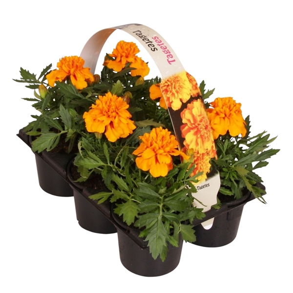 <h4>Tagetes Patula oranje 6p</h4>