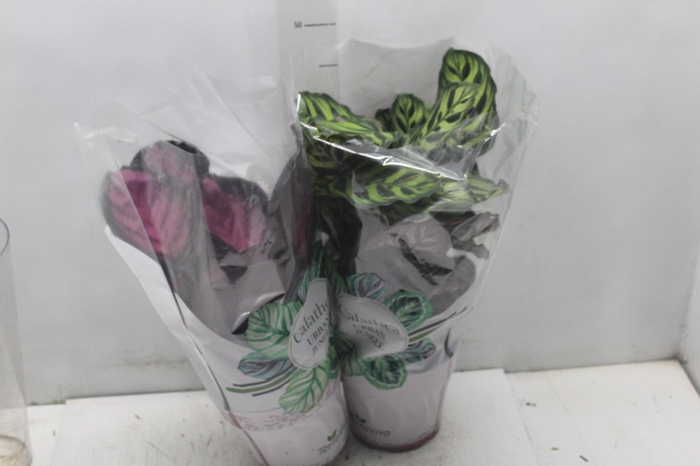 <h4>CALATHEA P17 VARIADO</h4>