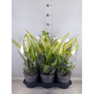 Dieffenbachia  'Vesuvius'