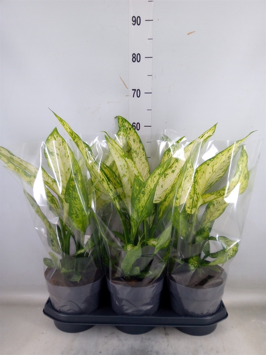 <h4>Dieffenbachia  'Vesuvius'</h4>