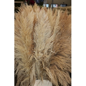 Dried Cortaderia Zaquara Semi Bleached 160cm