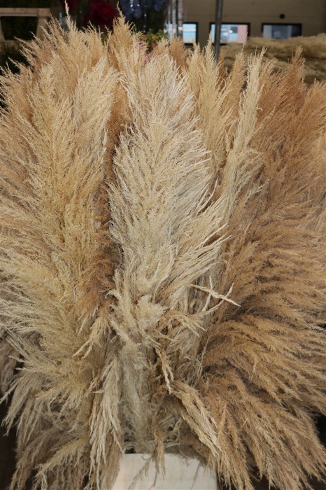 Dried Cortaderia Zaquara Semi Bleached 160cm